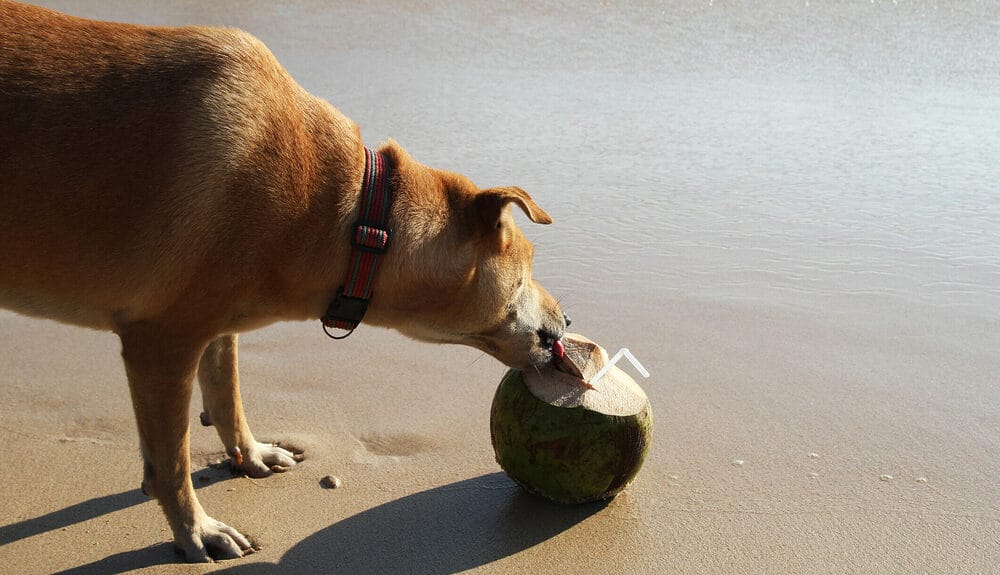 what are the drawbacks of coconut husk? what are the drawbacks of coconut husk?