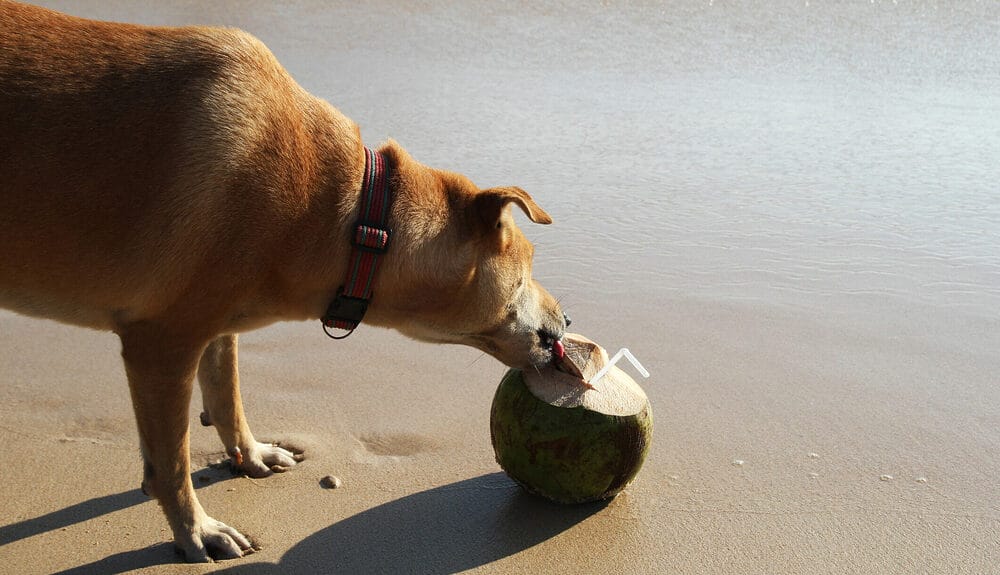 what are the drawbacks of coconut husk?