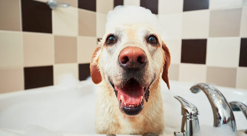 What are the benefits of bath bombs for dogs?