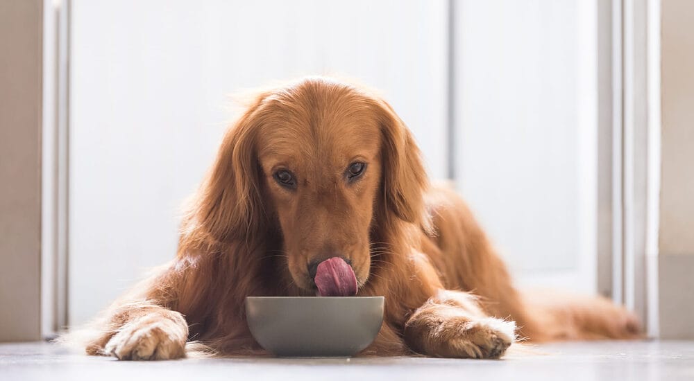Benefits Of Sweet Potatoes For Dogs