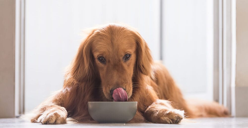 Give your dog enough to eat