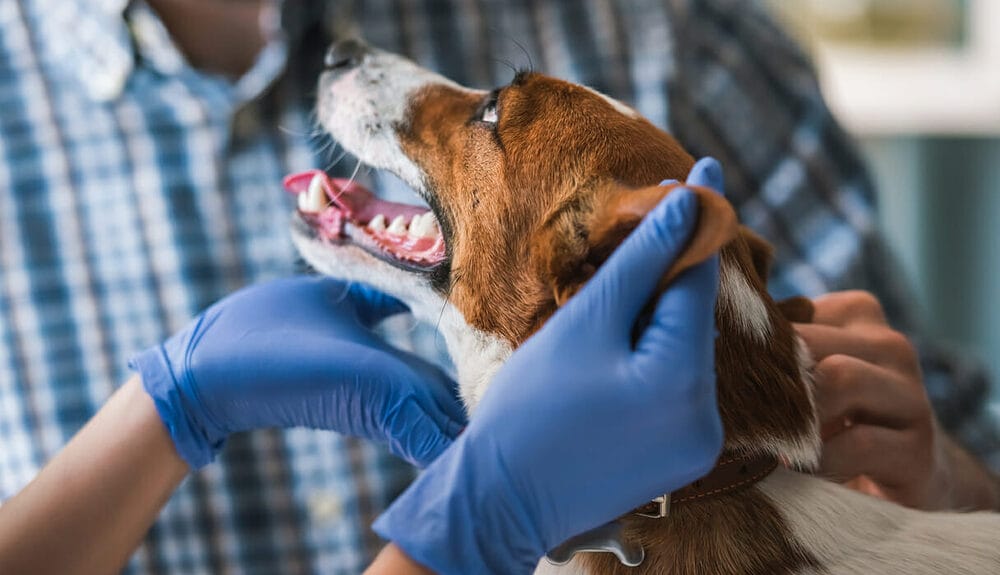Your dog suffers from an anal gland infection