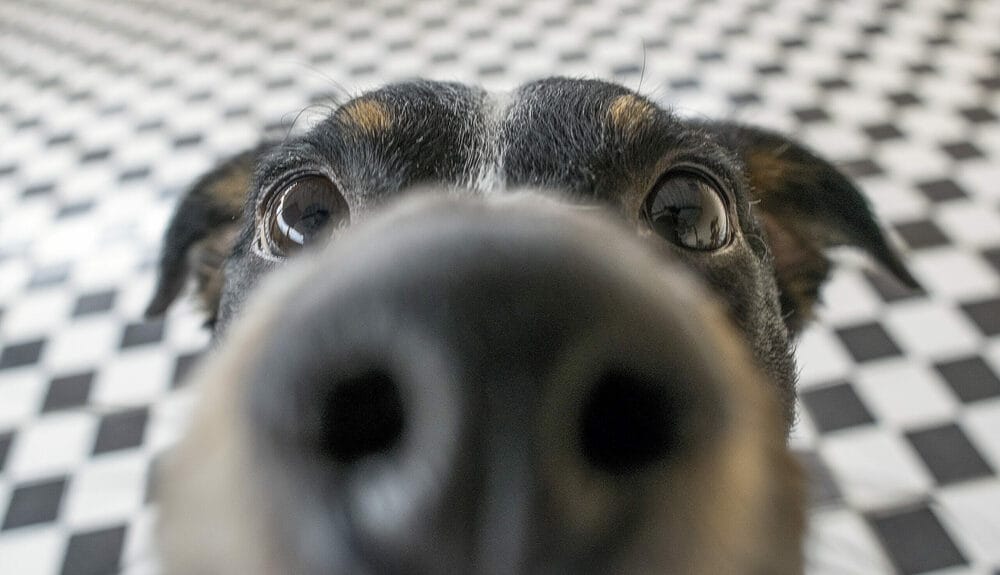 Curiosity Curiosity