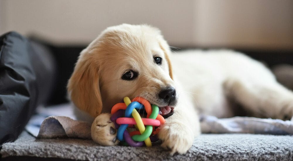 Your puppy is teething
