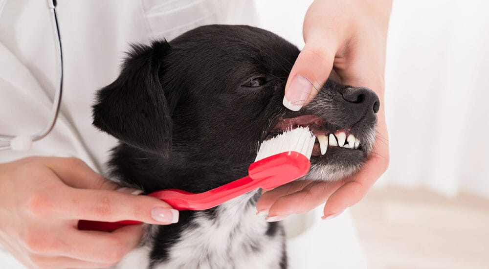 Should You Stop Brushing Your Dog’s Bleeding Gums?