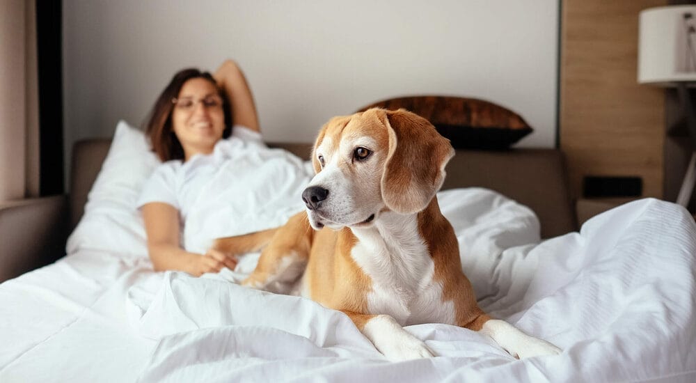 How to keep white bedding clean with dogs