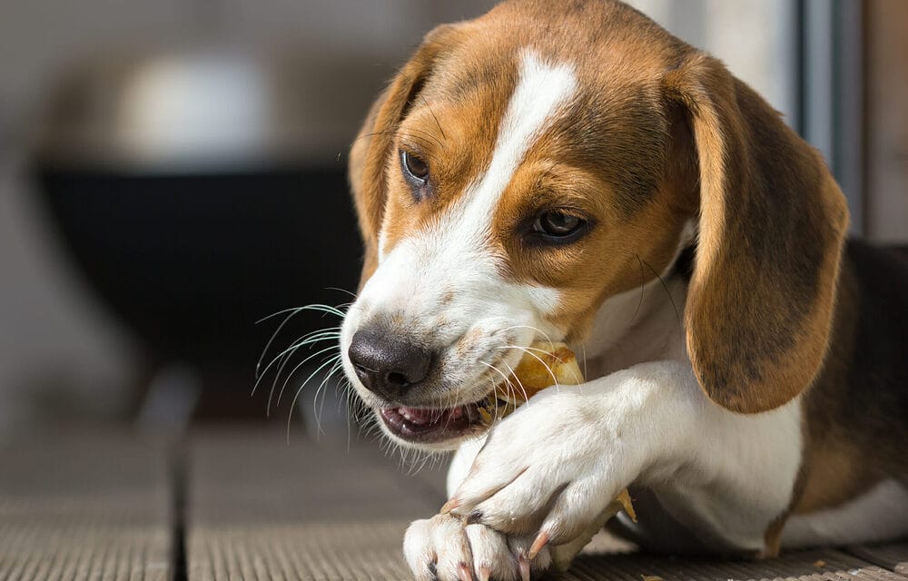 Should You Give Bones To Your Dogs?