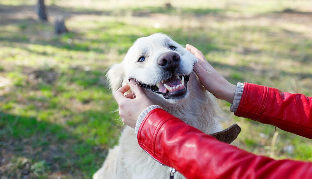 Home Remedies For Constipation In Dogs