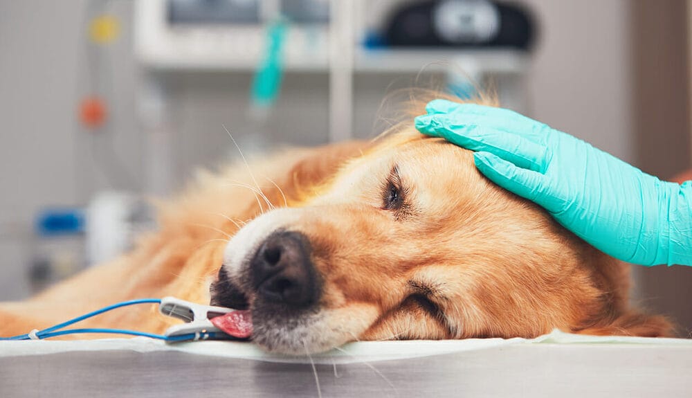 What Happens During a Dog’s Anal Gland Removal?