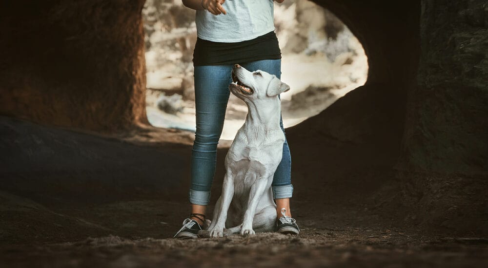 How can a hip brace help dogs with hip dysplasia?