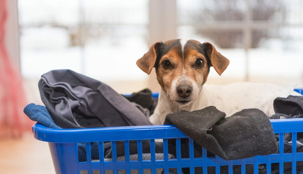 Best laundry detergent for dogs with allergies