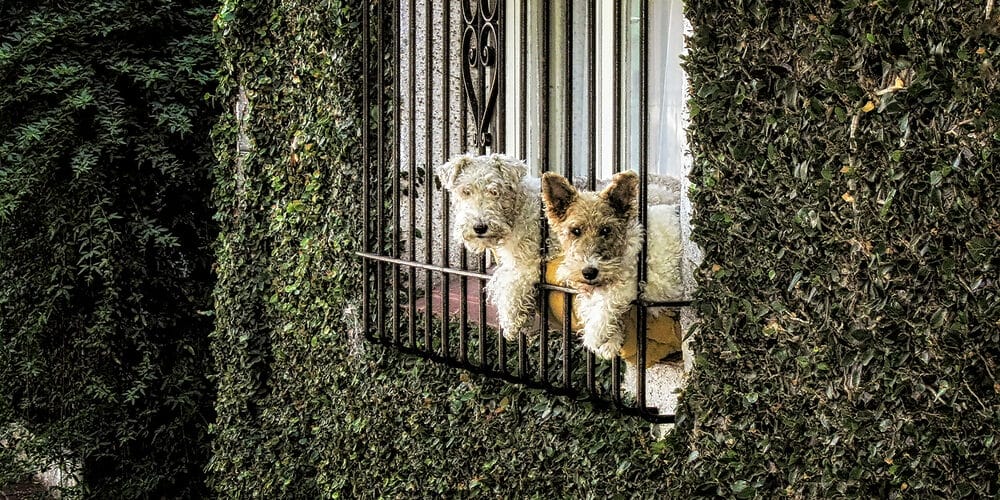 How to keep dog in wrought iron fence?