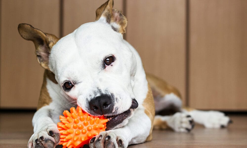 Provide your dog with chew toys