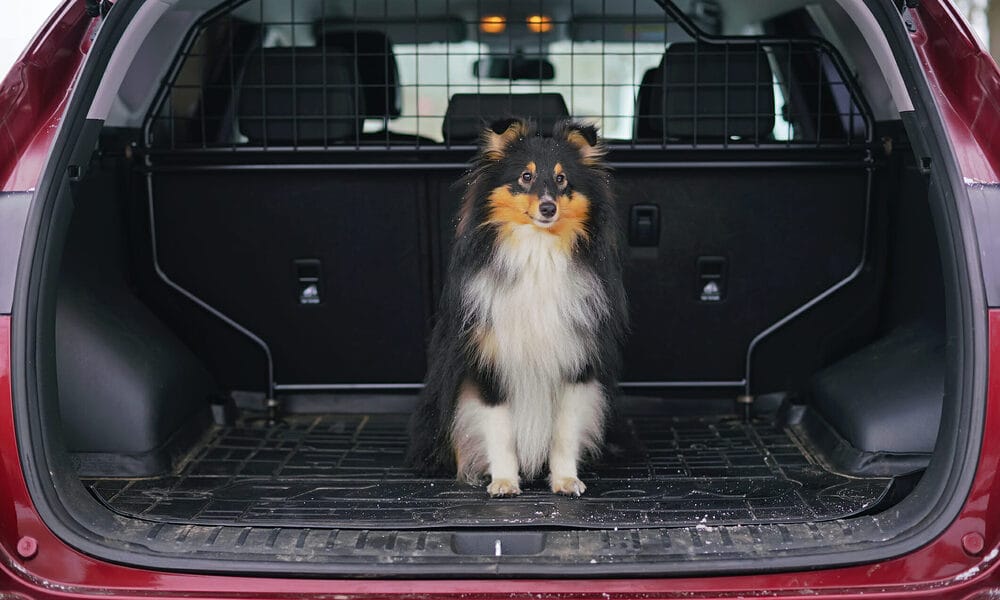 Best Cargo Liner For Dogs