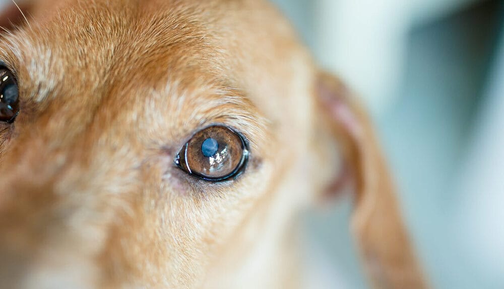 Can Dogs Live a Good Life With Cataracts