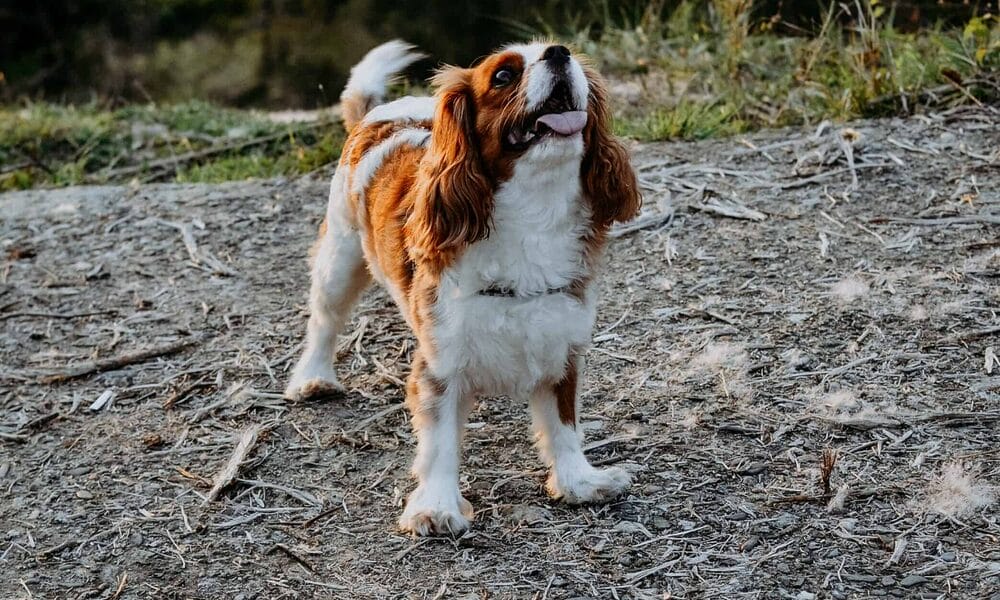 white tip tail dog - Cavalier King Charles Spaniel