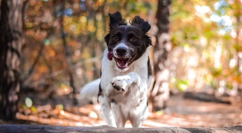 What else do I need to know about bunny-hopping dogs?