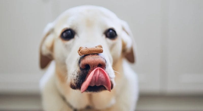 balanced diet for dog balanced diet for dog