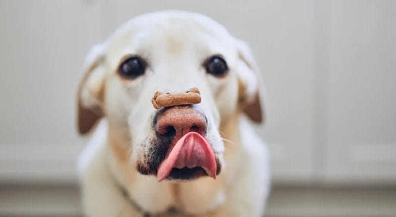 balanced diet for dog