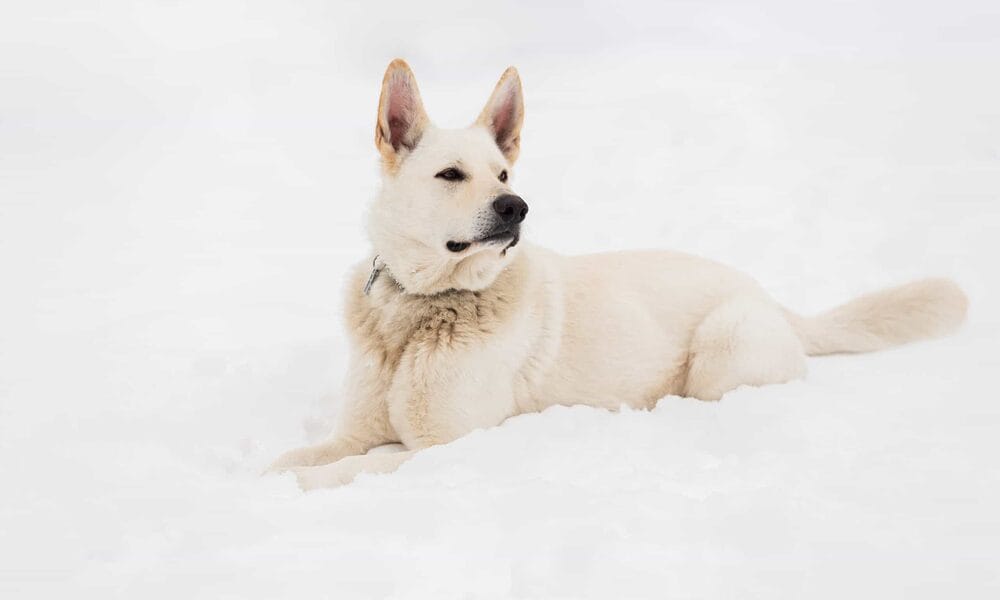 white tip tail dog - german shepherd
