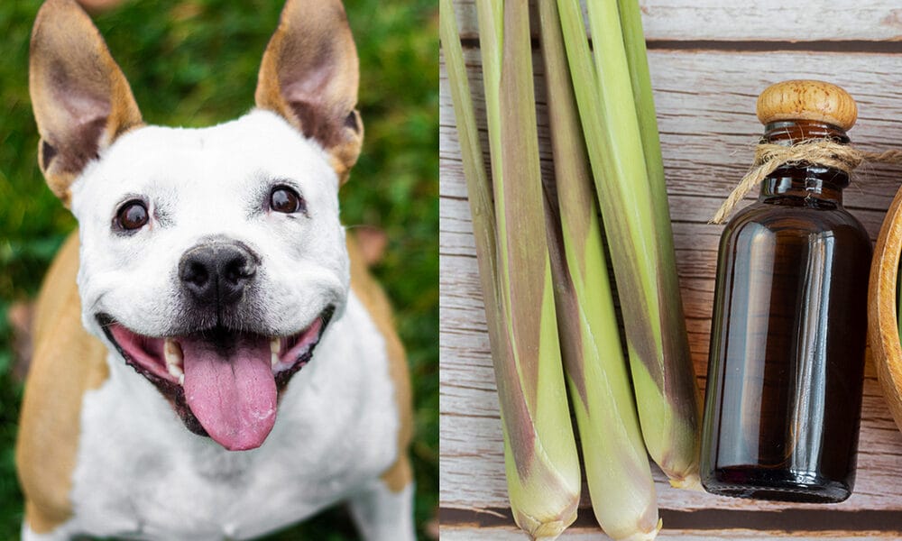 Is Lemongrass Essential Oil Safe for Dogs