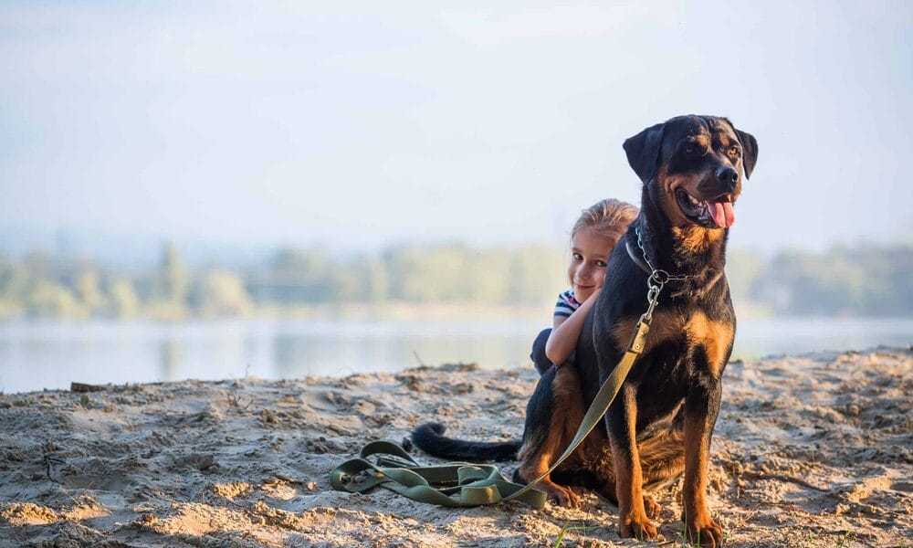 Tips for living with a rottweiler