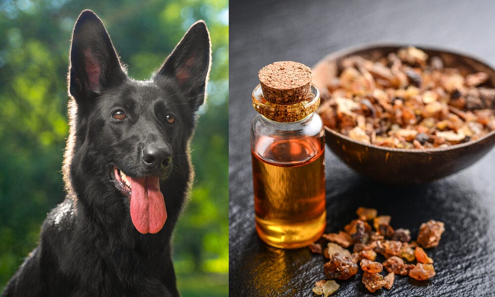 Is Myrrh Essential Oil Safe for Dogs
