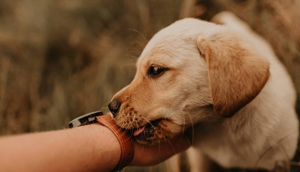 If a dog tastes blood, will it attack again?