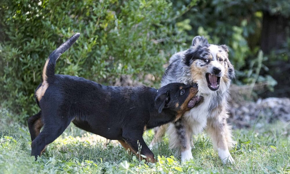 Rottweiler temperament with other dogs