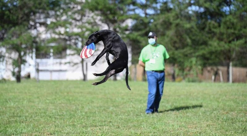 What breed of dog hops like a bunny What breed of dog hops like a bunny