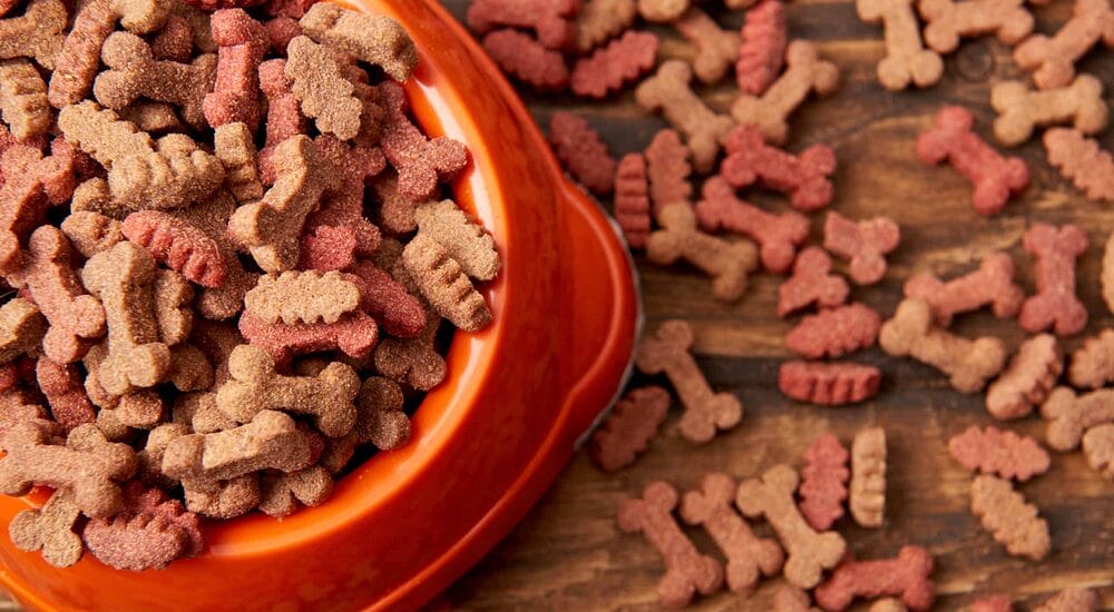 Is puppy food healthy for adult and senior dogs? Is puppy food healthy for adult and senior dogs?