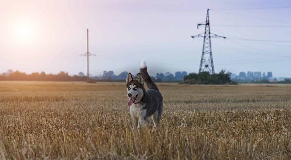 Are Huskies Good With Chickens?