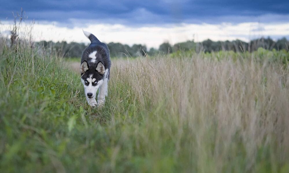 white tip tail dog - siberian husky