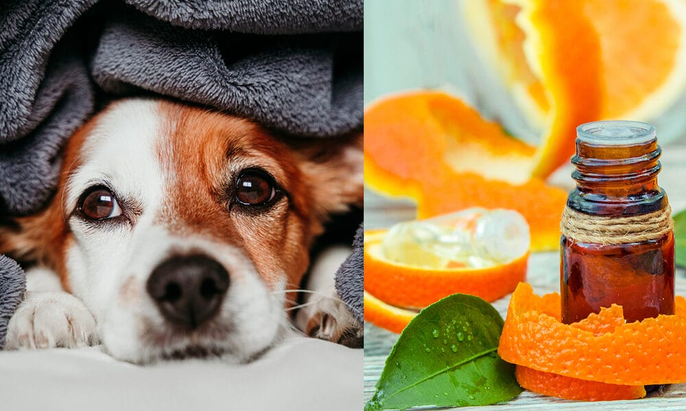 Sweet orange essential on sale oil for dogs