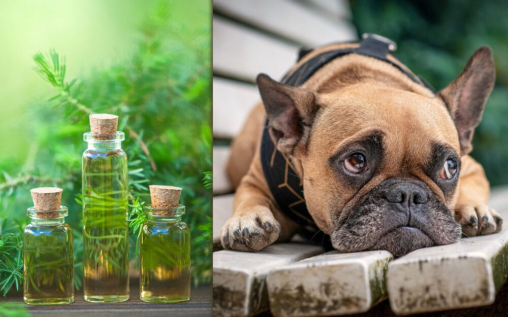 tea tree oil for dogs