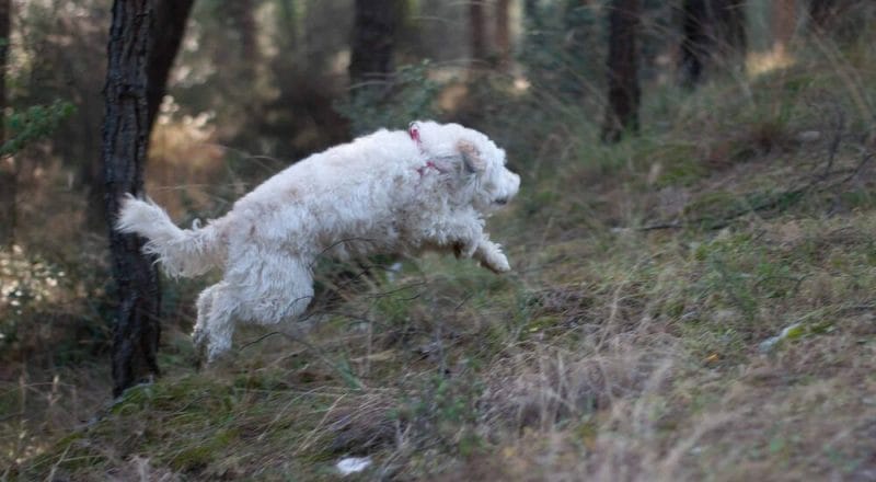 Is it bad for a dog to hop like a bunny?