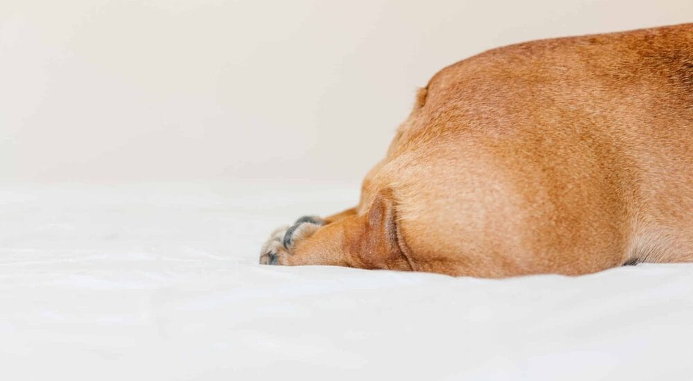 The best dog food to prevent scooting The best dog food to prevent scooting