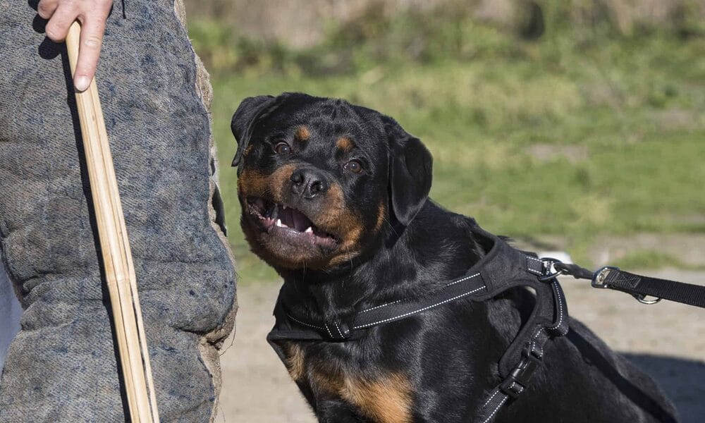 Rottweiler temperament fearless