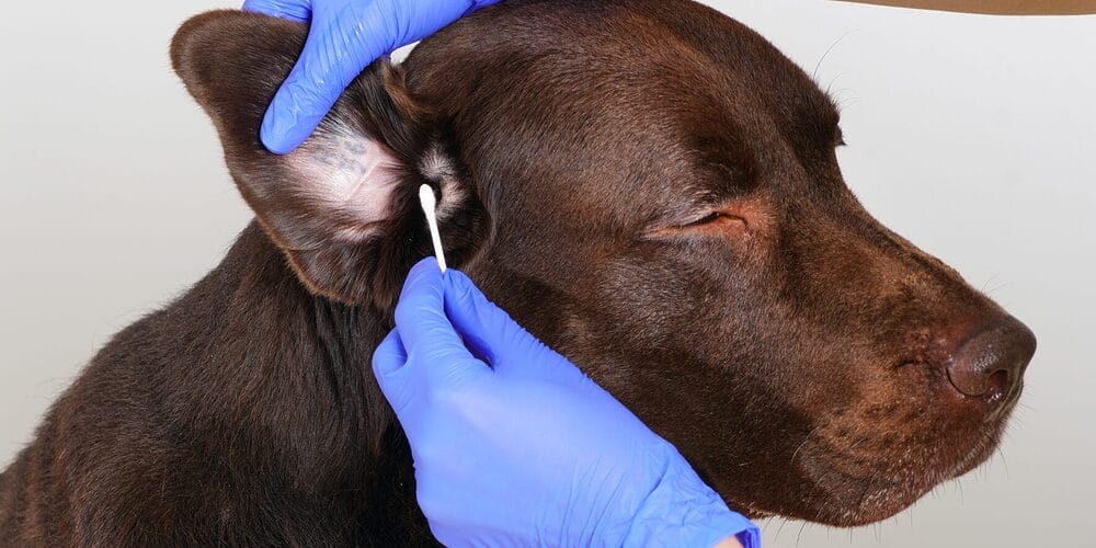 Why you should Clean your Dog Ears