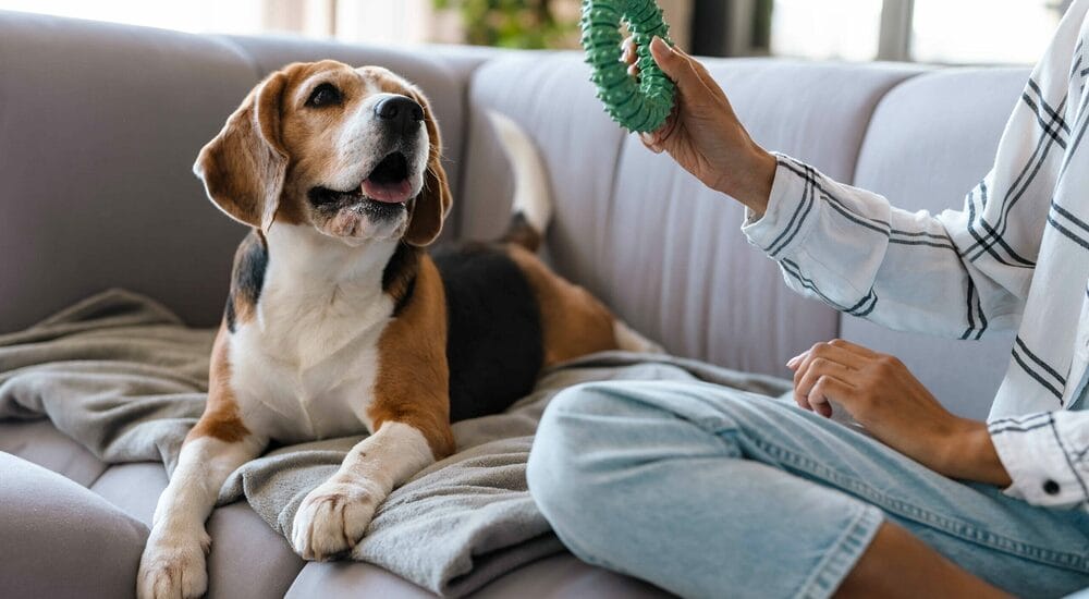 My dog already ate puppy food, what to do? My dog already ate puppy food, what to do?