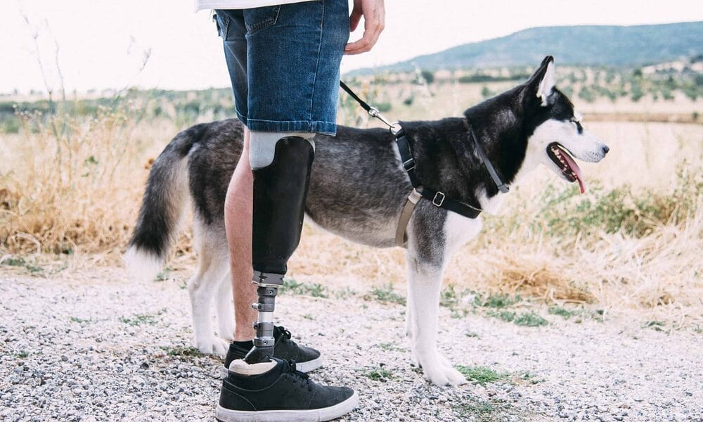 Dog breeds with white-tipped tails Dog breeds with white-tipped tails