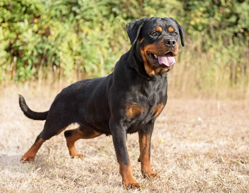 dogs with abs - rottweiler