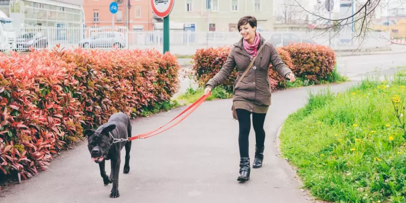 A lack of trust or bond between the dog and trainer